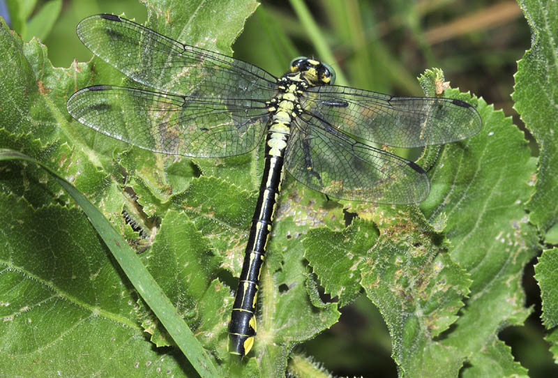 Gomphus vulgatissimus?
